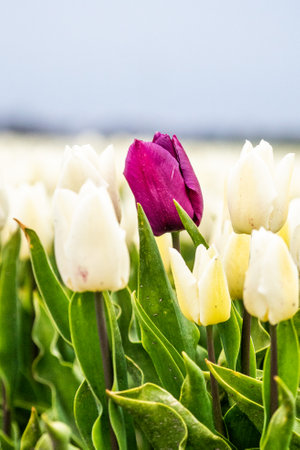 Colourful tulip fields, captured in The Netherlands during Spring seasonの写真素材