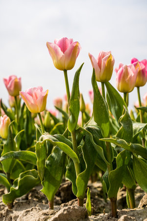 Colourful tulip fields, captured in The Netherlands during Spring seasonの写真素材