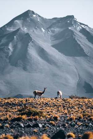 Vicuna animal llama in front of Volcanic mountains in San Pedro de Atacama Chileの写真素材