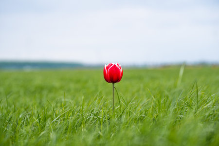 Single one tulip, lonely, captured in The Netherlands during Spring seasonの写真素材