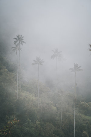 Highest Coconut Palm Trees Cocora Valley in Salento, Village in Colombiaの写真素材