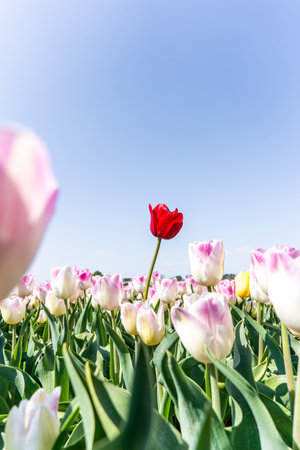 Colourful tulip fields, captured in The Netherlands during Spring seasonの写真素材