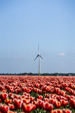 Windmill in tulip fields, captured in The Netherlands during Spring seasonの写真素材