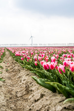 Colourful tulip fields, captured in The Netherlands during Spring seasonの写真素材