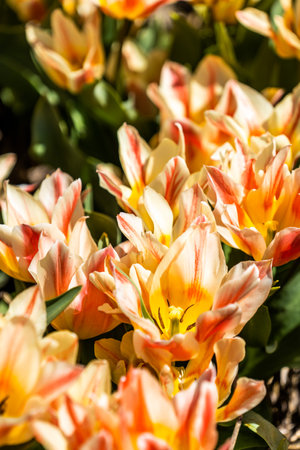 Colourful tulip fields, captured in The Netherlands during Spring seasonの写真素材
