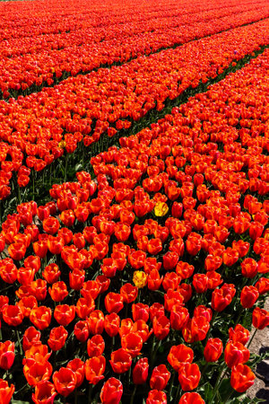 Colourful tulip fields, captured in The Netherlands during Spring seasonの写真素材