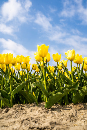 Colourful tulip fields, captured in The Netherlands during Spring seasonの写真素材