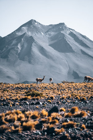 Vicuna animal llama in front of Volcanic mountains in San Pedro de Atacama Chileの写真素材