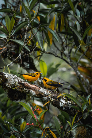 Tropical bird in Salento Colombia enjoying some fruitの写真素材