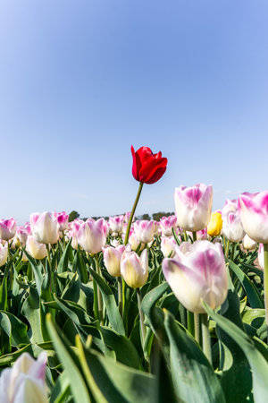 Colourful tulip fields, captured in The Netherlands during Spring seasonの写真素材