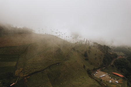 Highest Coconut Palm Trees Cocora Valley in Salento, Village in Colombiaの写真素材