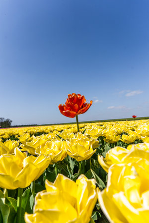 Colourful tulip fields, captured in The Netherlands during Spring seasonの写真素材