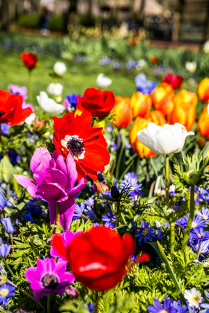 Colourful tulip fields, captured in The Netherlands during Spring seasonの写真素材
