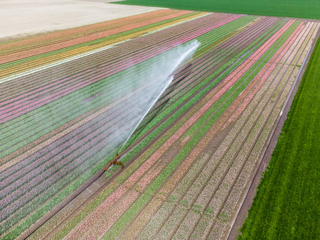 Aerial drone photo of tulip fields in The Netherlands during Spring seasonの写真素材