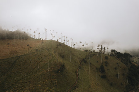 Highest Coconut Palm Trees Cocora Valley in Salento, Village in Colombiaの写真素材