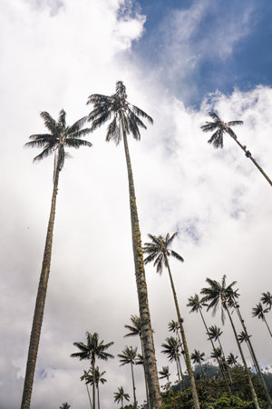 Highest Coconut Palm Trees Cocora Valley in Salento, Village in Colombiaの写真素材