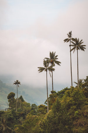 Highest Coconut Palm Trees Cocora Valley in Salento, Village in Colombiaの写真素材