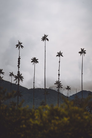 Highest Coconut Palm Trees Cocora Valley in Salento, Village in Colombiaの写真素材