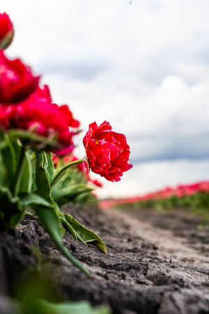 Colourful tulip fields, captured in The Netherlands during Spring seasonの写真素材