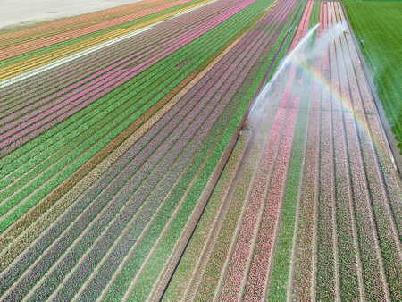 Aerial drone photo of tulip fields in The Netherlands during Spring seasonの写真素材