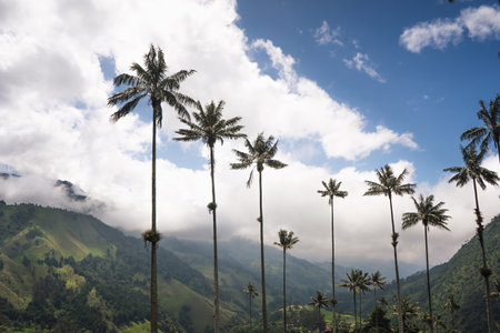 Highest Coconut Palm Trees Cocora Valley in Salento, Village in Colombiaの写真素材