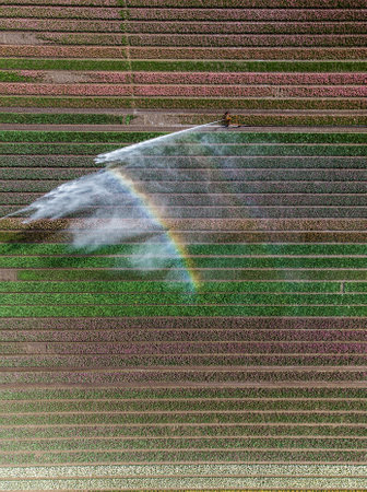 Aerial drone photo of tulip fields in The Netherlands during Spring seasonの写真素材