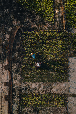 Aerial Drone Photo of Seaweed Farms in Nusa Lembongan Ceningan Bali Indonesiaの写真素材