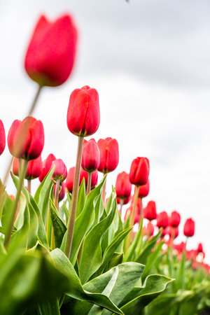Colourful tulip fields, captured in The Netherlands during Spring seasonの写真素材