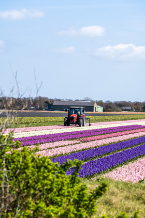 Farmer in hyacinth fields, captured in The Netherlands during Spring seasonの写真素材