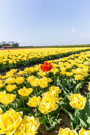 Colourful tulip fields, captured in The Netherlands during Spring seasonの写真素材