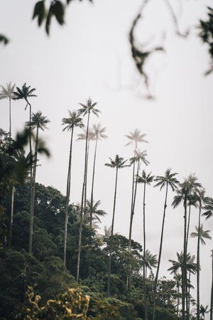 Highest Coconut Palm Trees Cocora Valley in Salento, Disney Village in Colombiaの写真素材