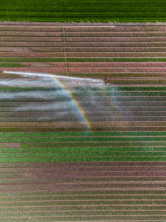 Aerial drone photo of tulip fields in The Netherlands during Spring seasonの写真素材