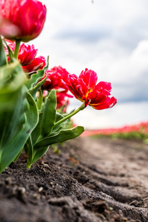 Colourful tulip fields, captured in The Netherlands during Spring seasonの写真素材