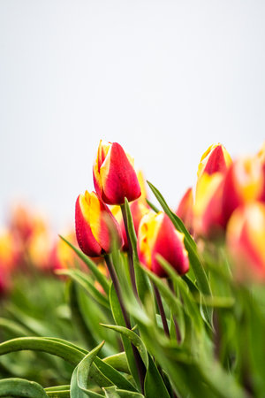 Colourful tulip fields, captured in The Netherlands during Spring seasonの写真素材