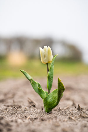 Single one tulip, lonely, captured in The Netherlands during Spring seasonの写真素材