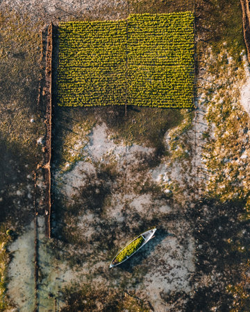 Aerial Drone Photo of Seaweed Farms in Nusa Lembongan Ceningan Bali Indonesiaの写真素材