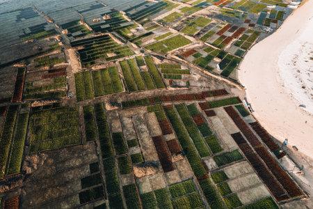 Aerial Drone Photo of Seaweed Farms in Nusa Lembongan Ceningan Bali Indonesiaの写真素材