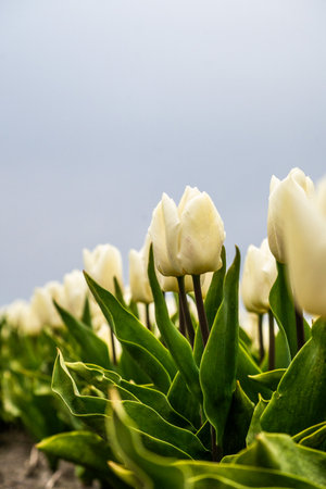 Colourful tulip fields, captured in The Netherlands during Spring seasonの写真素材