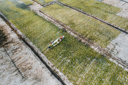 Aerial Drone Photo of Seaweed Farms in Nusa Lembongan Ceningan Bali Indonesiaの写真素材