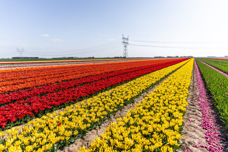 Colourful tulip fields, captured in The Netherlands during Spring seasonの写真素材