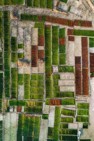 Aerial Drone Photo of Seaweed Farms in Nusa Lembongan Ceningan Bali Indonesiaの写真素材