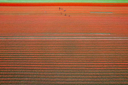 Aerial drone photo of tulip fields in The Netherlands during Spring season