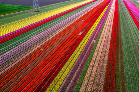 Aerial drone photo of tulip fields in The Netherlands during Spring seasonの写真素材