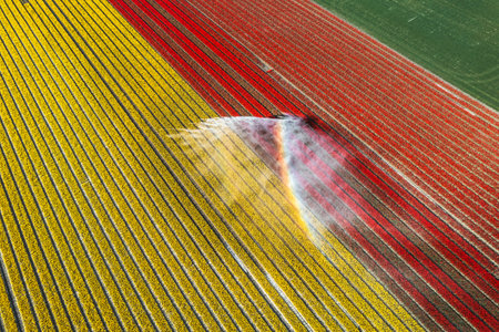 Aerial drone photo of tulip fields in The Netherlands during Spring seasonの写真素材