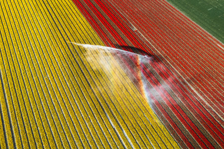 Aerial drone photo of tulip fields in The Netherlands during Spring seasonの写真素材