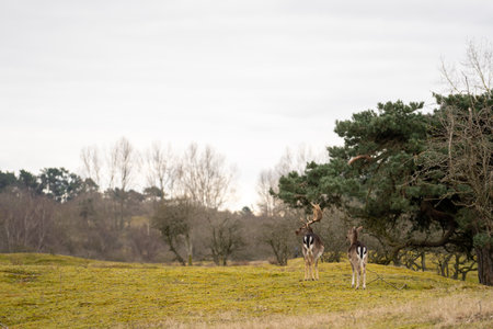 Clean photo of a dear in front of horizon in the nature of the netherlandsの写真素材