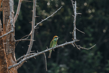 Tropical bird during safari game drive in Udawalawa National Parkの写真素材