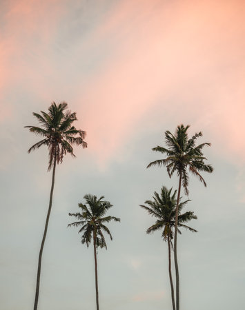 Clean photo during on the beach sunrise with palm trees in Mirissa, Sri Lankaの写真素材