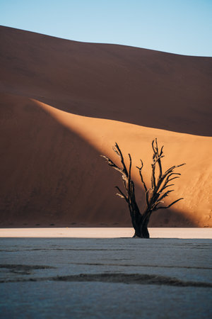 Photo of old trees in the stunning and beautiful Deadvlei, Sossusvlei, Namibiaの写真素材
