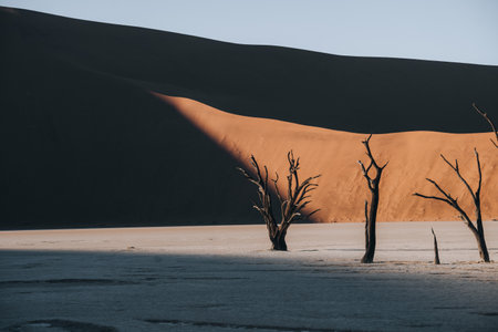 Photo of old trees in the stunning and beautiful Deadvlei, Sossusvlei, Namibiaの写真素材